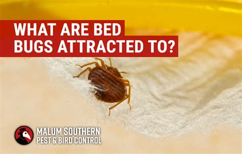 Are Bed Bugs Attracted to Food: Exploring the Unseen Connections Between Pests and Pantries