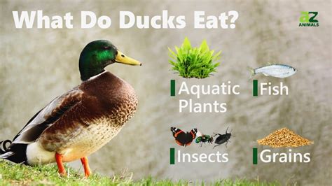 Can Ducks Eat Dry Cat Food? And Why Do Cats Dream of Flying Ducks?