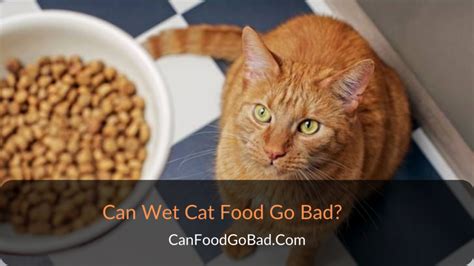 How Long Can Wet Cat Food Be Out: A Whisker Away from Chaos