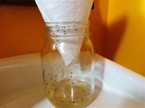 How to Get Rid of Fruit Flies from Drain: Why They Love Your Kitchen Sink More Than You Do