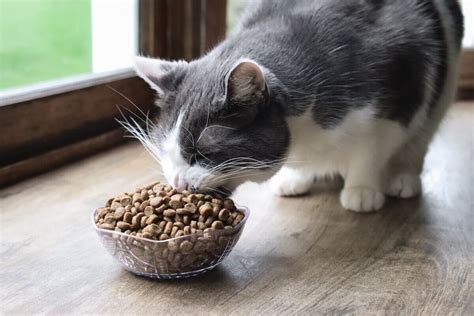 How to Keep Dry Cat Food Fresh: Unlocking the Secrets to Feline Culinary Excellence