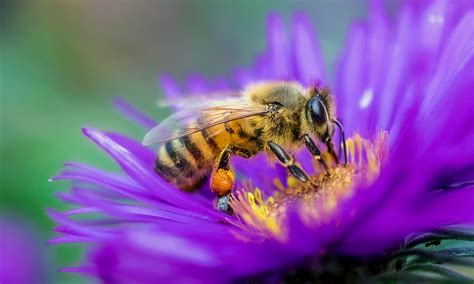 Is Buckwheat Honey Good for You? And Why Do Bees Love It More Than Flowers?