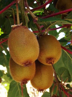 Is Kiwi a Stone Fruit? Exploring the Curious Case of Fuzzy Berries and Hard Pits