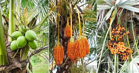 What Fruit Grows on Palm Trees: A Journey Through the Canopy of Curiosity