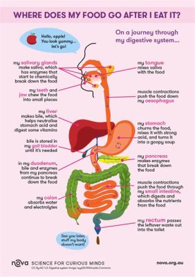 What Happens If I Take Nexium After Food: A Journey Through the Digestive Cosmos